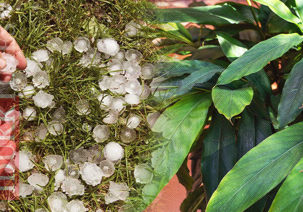 Hailstorm Threat in Idukki: A Rising Danger to…